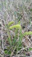 Image of Bull's coraldrops