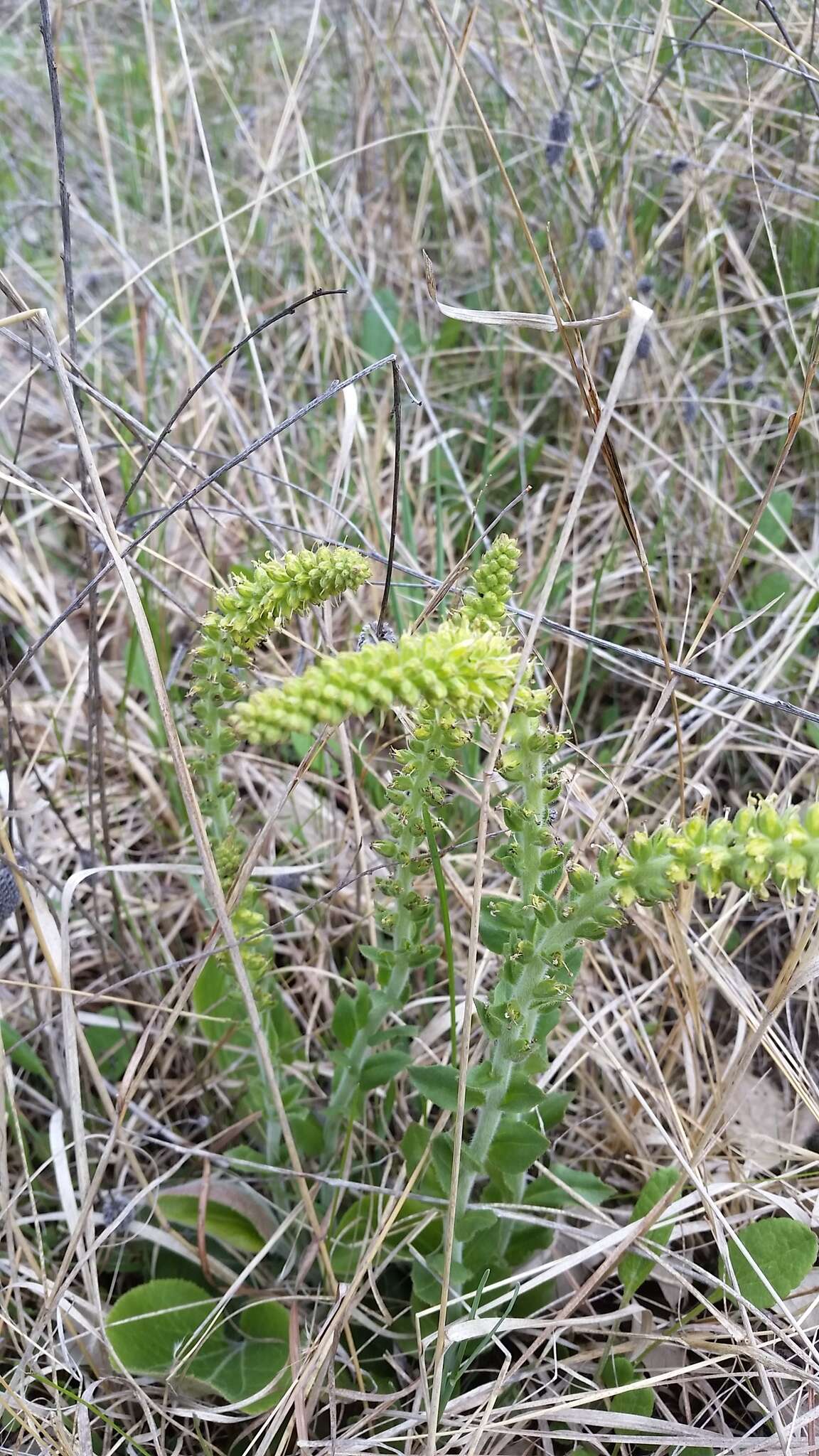 Image of Bull's coraldrops