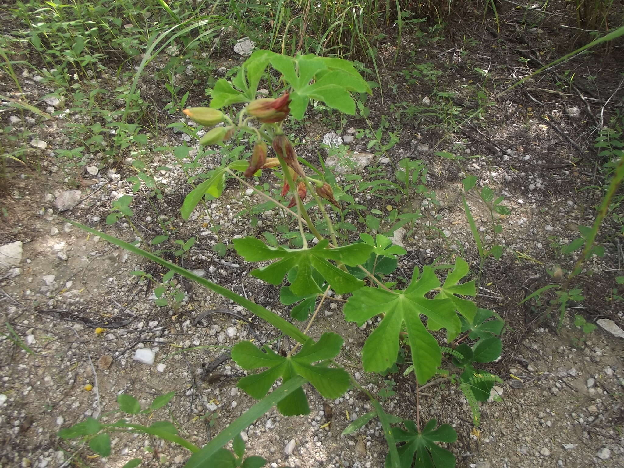 Imagem de Cochlospermum gonzalezii (Sprague & L. Riley) Byng & Christenh.