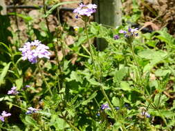 Image of Glandularia mendocina (Phil.) Covas & Schnack