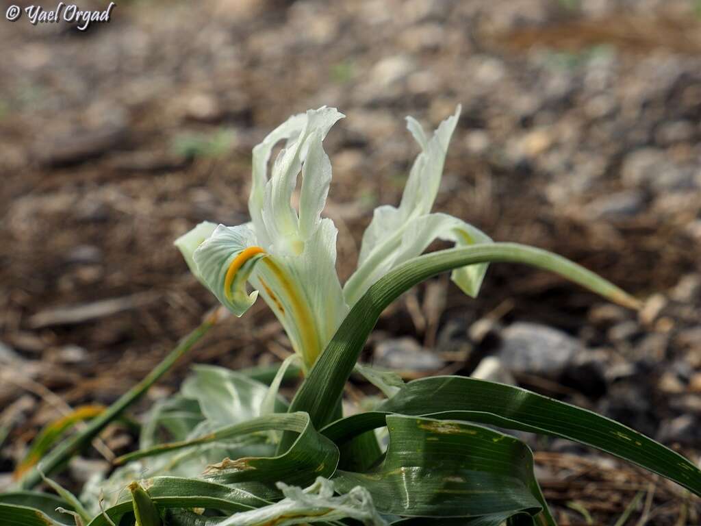 Iris palaestina (Baker) Barbey的圖片