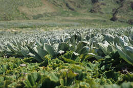 Image of Pleurophyllum hookeri J. Buch.