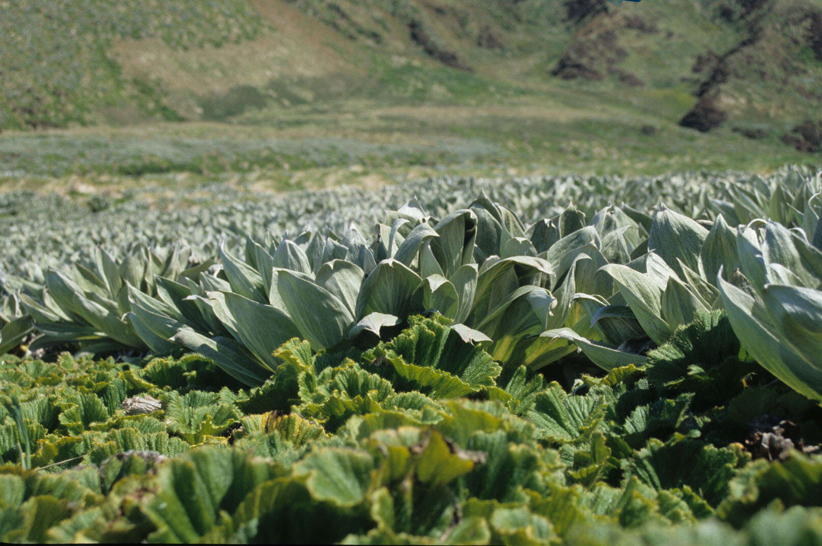 Image of Pleurophyllum hookeri J. Buch.