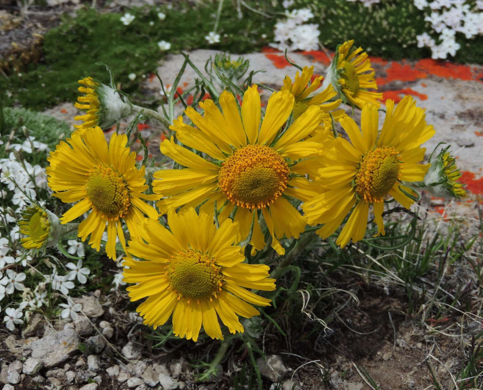 Image of graylocks four-nerve daisy