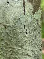 Image of Carolina canoparmelia lichen