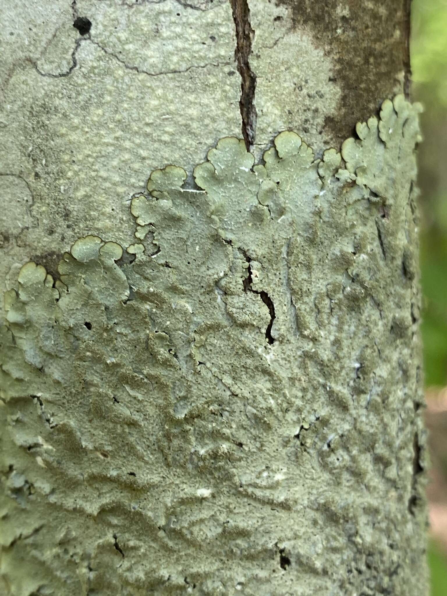 Image of Carolina canoparmelia lichen