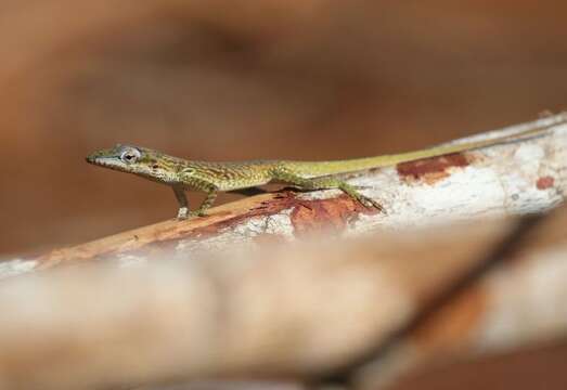 Image of Cuban green anole