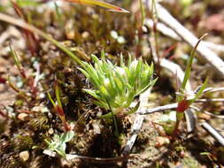 Image of Hyalosperma demissum (A. Gray) P. G. Wilson