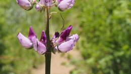 Sivun Lupinus latifolius subsp. parishii (C. P. Sm.) P. Kenney & D. B. Dunn kuva