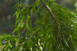 Image of Oahu Elepaio