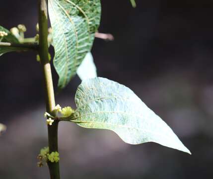 Image of Acacia urophylla Benth.