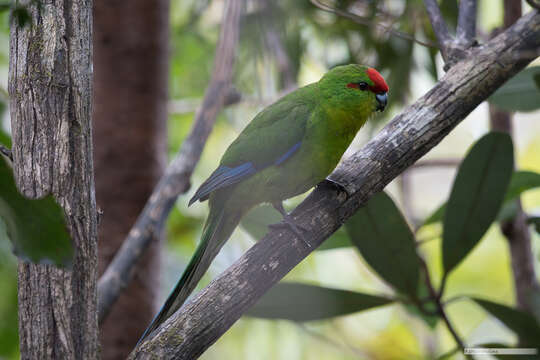 Image of New Caledonian Parakeet