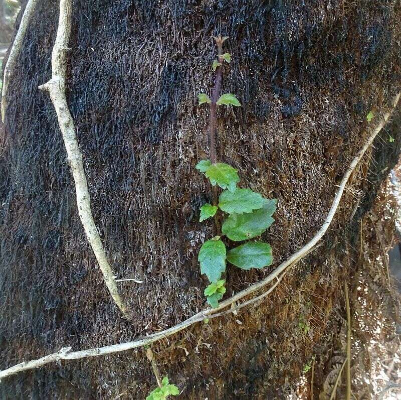 Imagem de Fieldia australis A. Cunn.