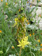 Image of yellow asphodel