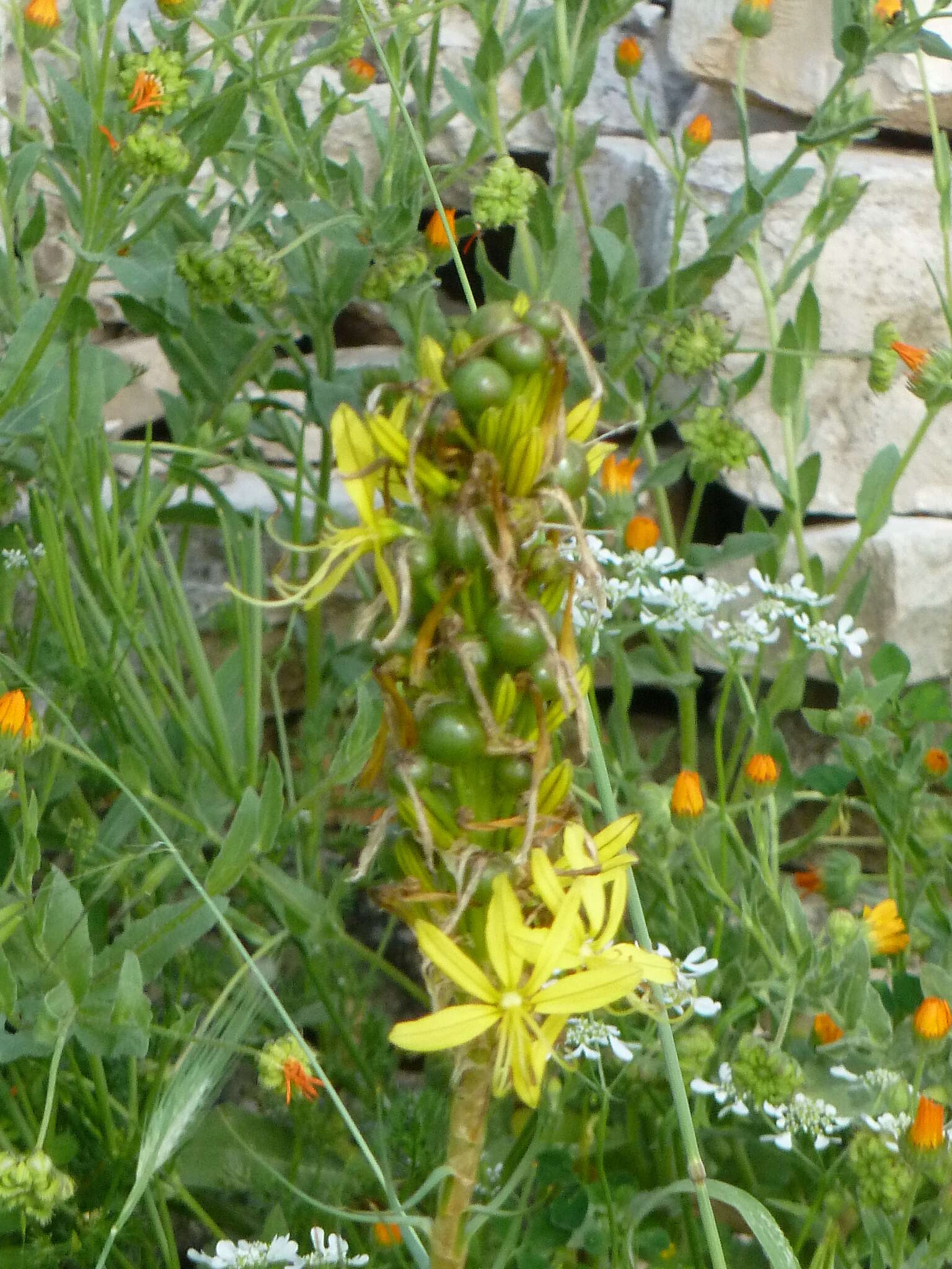 Image of yellow asphodel