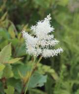 صورة Astilbe formosa Nakai