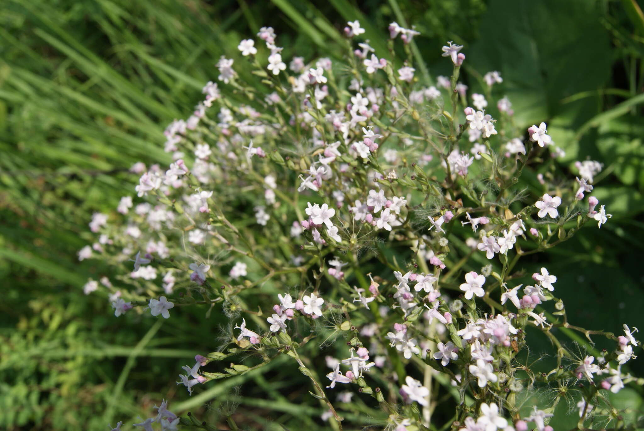 Image of <i>Valeriana transjenisensis</i>