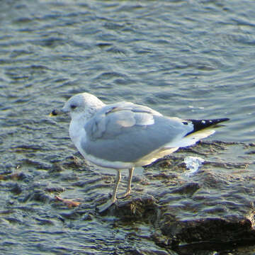 Image of Ring-billed Gull