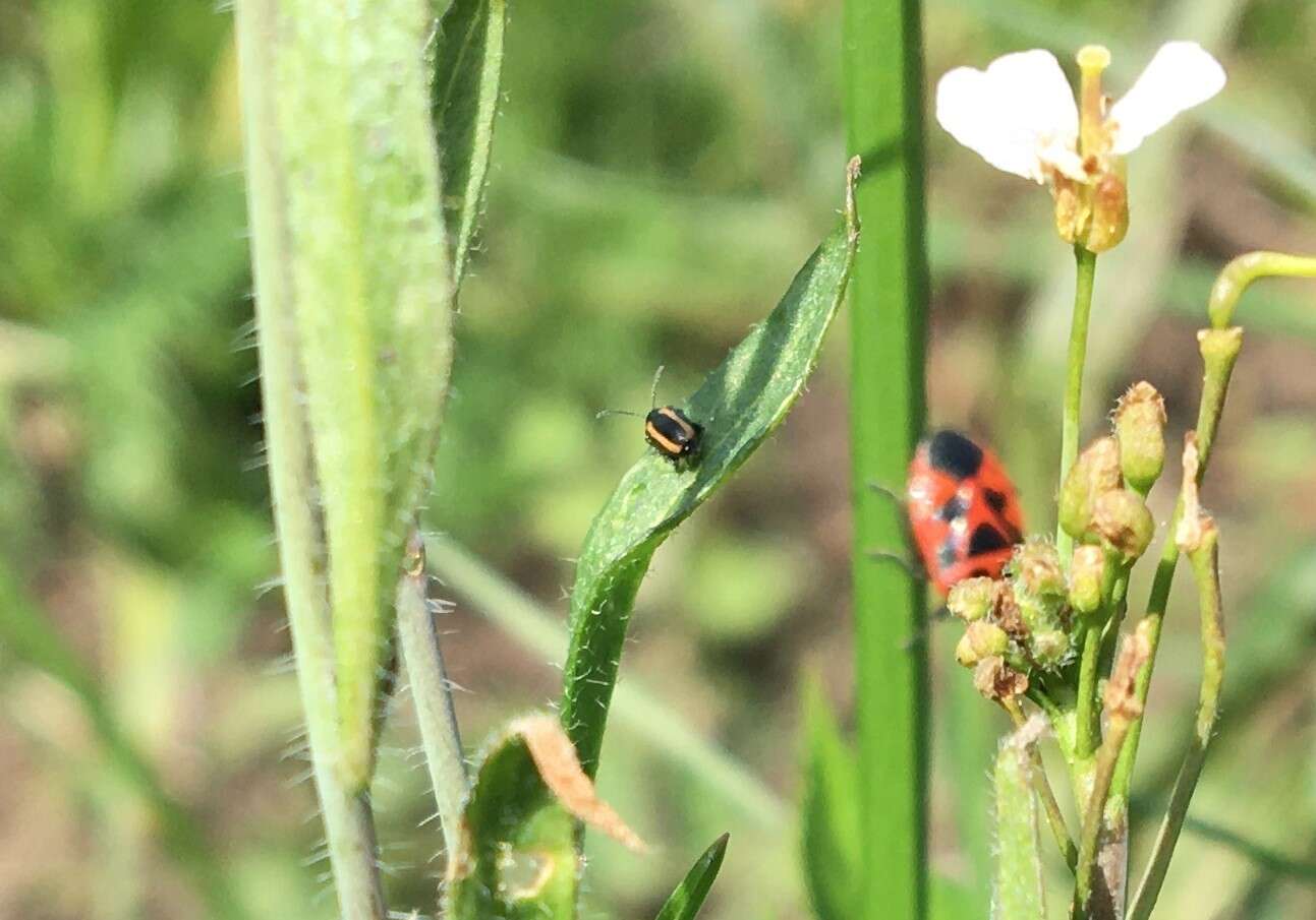 Image of Turnip flea beetle