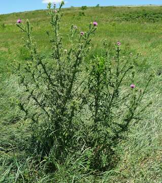 Plancia ëd Carduus acanthoides subsp. acanthoides