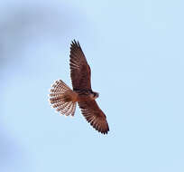 Image of Lanner Falcon