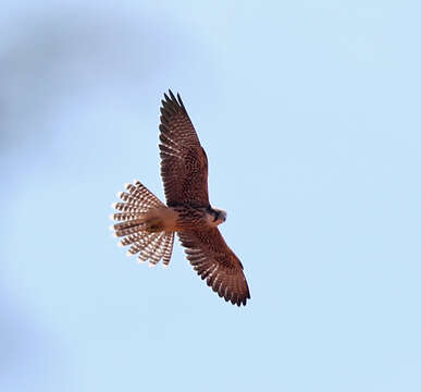 Image of Lanner Falcon