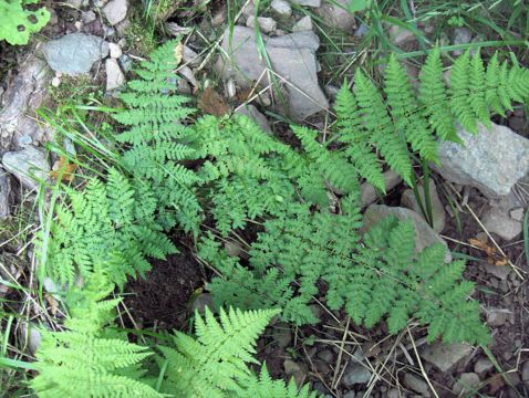 Image of brittle bladderfern