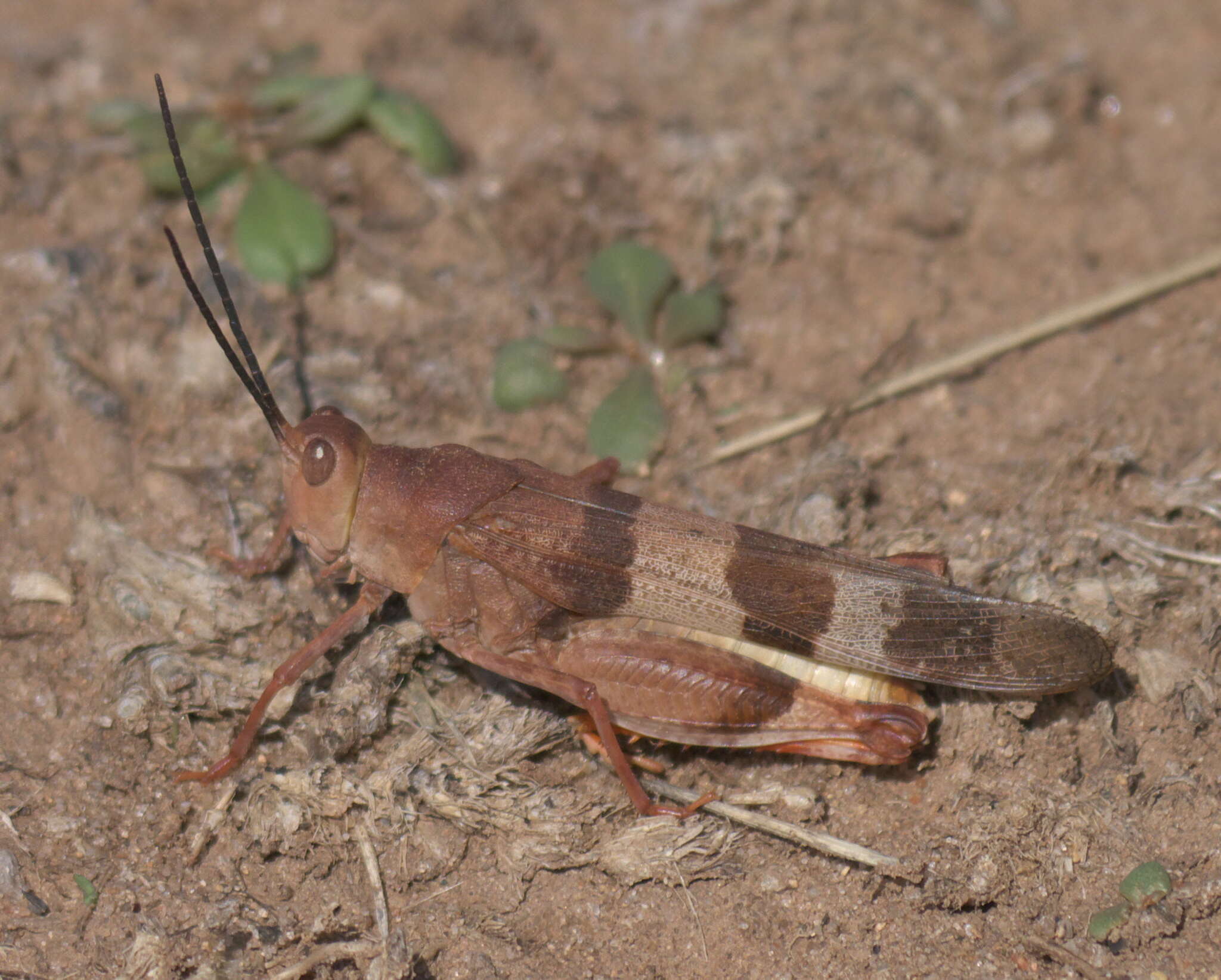 Image of Three-banded Grasshopper