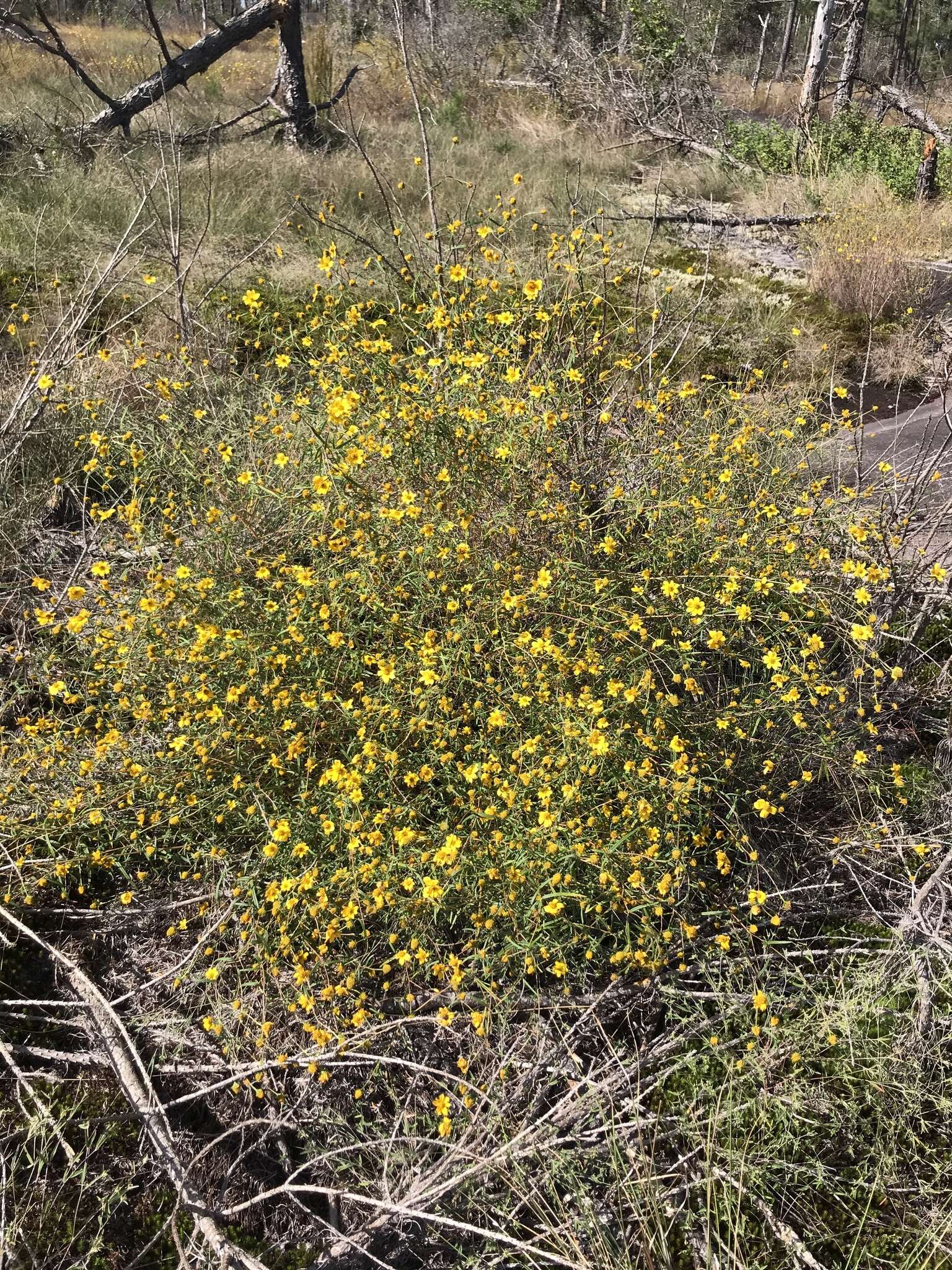 Sivun Helianthus porteri (A. Gray) J. F. Pruski kuva