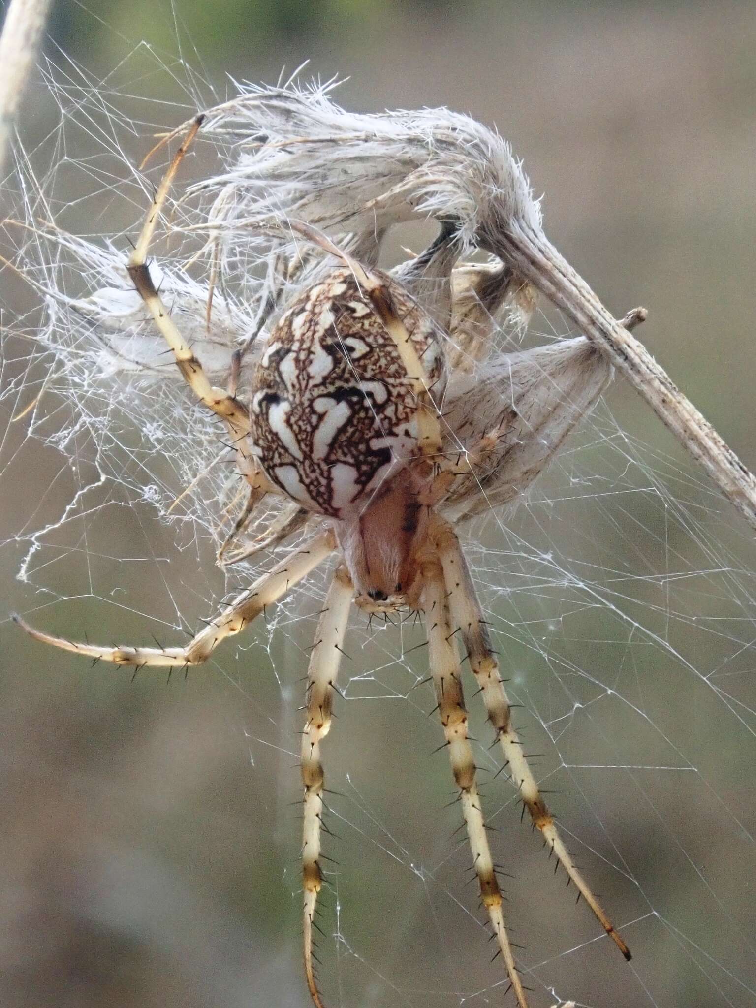 Image of Neoscona byzanthina (Pavesi 1876)