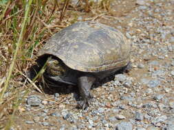 Image of Mississippi mud turtle