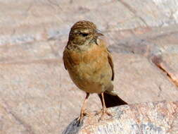 Sivun Emberiza impetuani impetuani Smith & A 1836 kuva