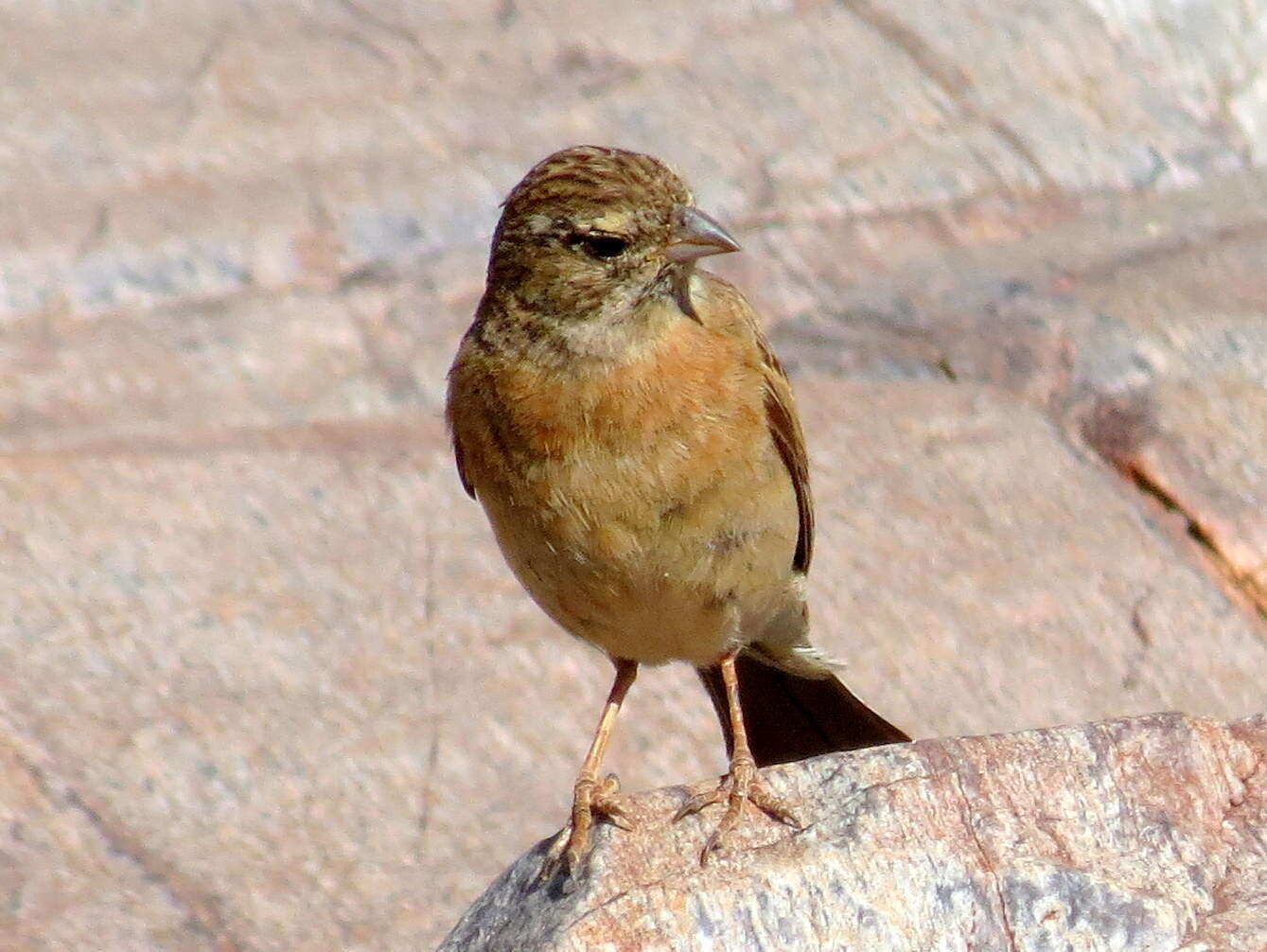 Sivun Emberiza impetuani impetuani Smith & A 1836 kuva