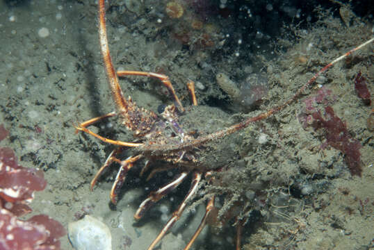 Image of Common Spiny Lobster