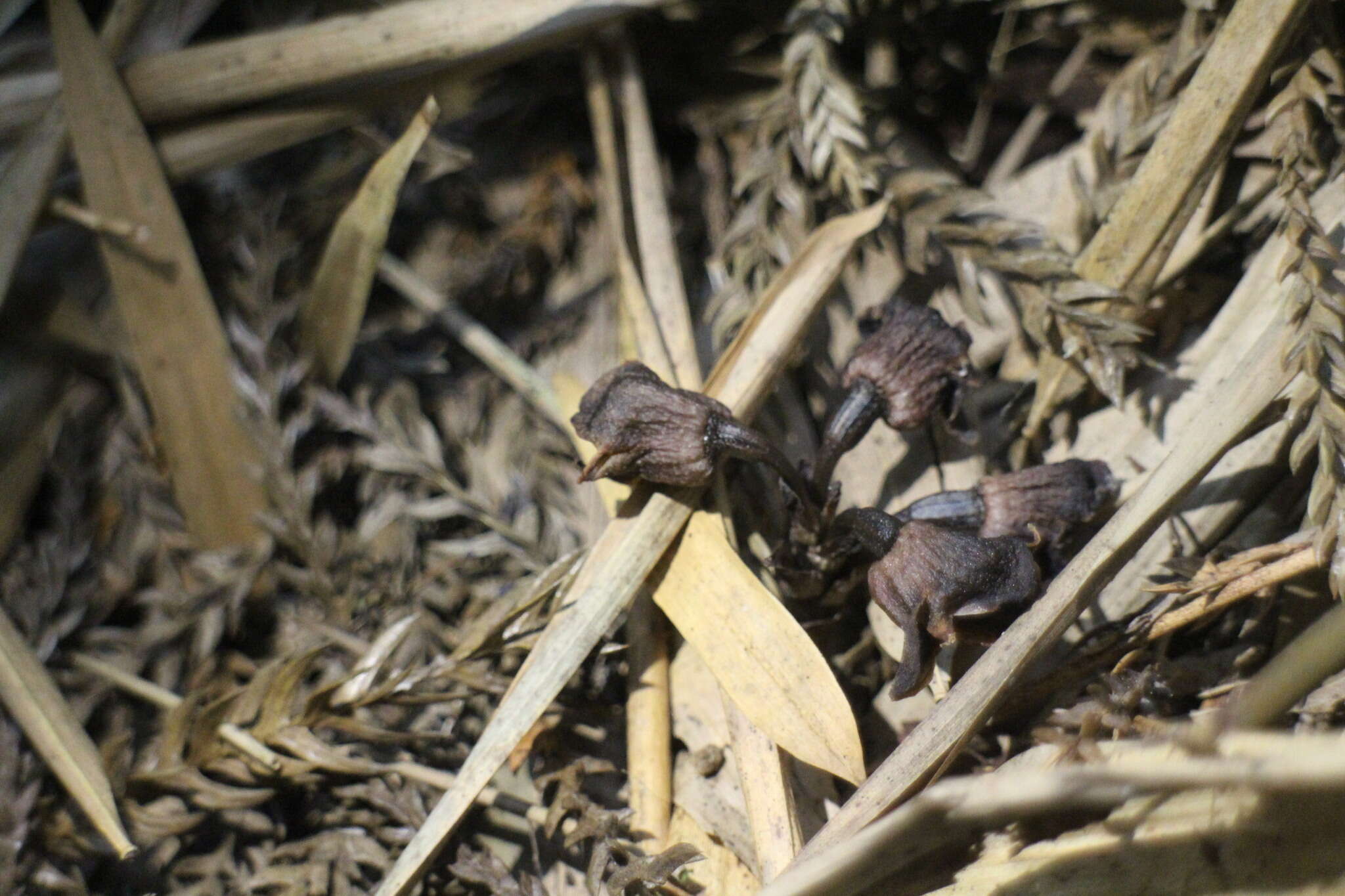 Image of Gastrodia pubilabiata Y. Sawa