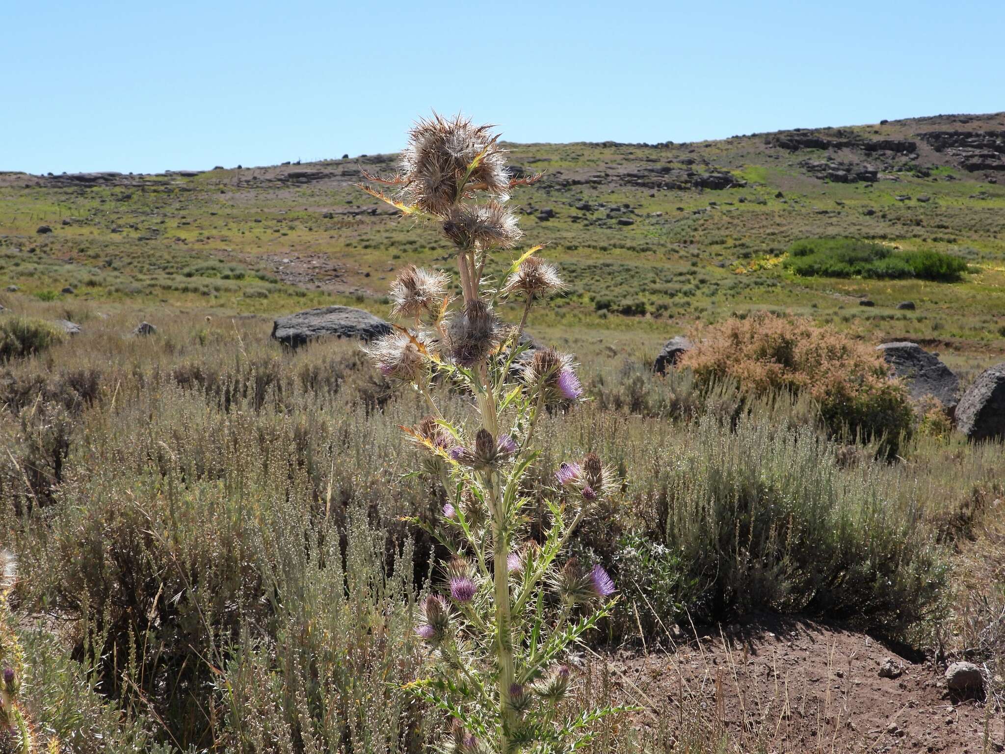 Imagem de Cirsium eatonii var. peckii (L. F. Henderson) D. J. Keil