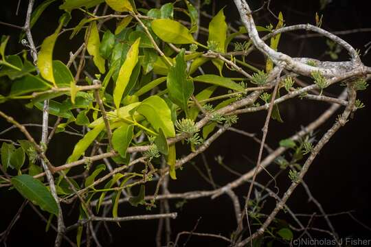 Image of Amylotheca dictyophleba (F. Müll.) Tieghem