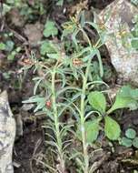 Image de Euphorbia sulcata Lens ex Loisel.