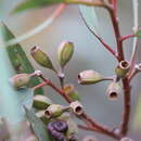 Image of Eucalyptus calycogona subsp. calycogona