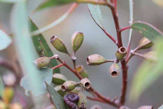 Image of Eucalyptus calycogona subsp. calycogona