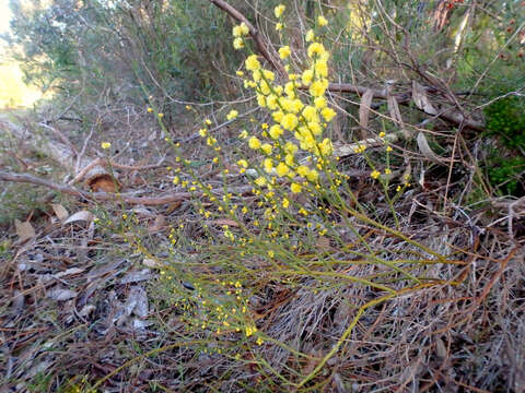 Acacia spinescens Benth.的圖片