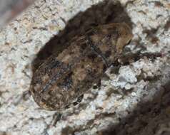 Image of Marbled Fungus Weevil