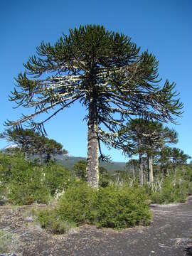 Image of Monkey Puzzle