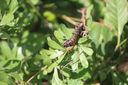 Image of Citheronia azteca Schaus 1896