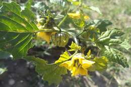 Imagem de Physalis philadelphica subsp. ixocarpa (Brot. ex Hornem.) Sobr.-Vesp. & Sanz-Elorza