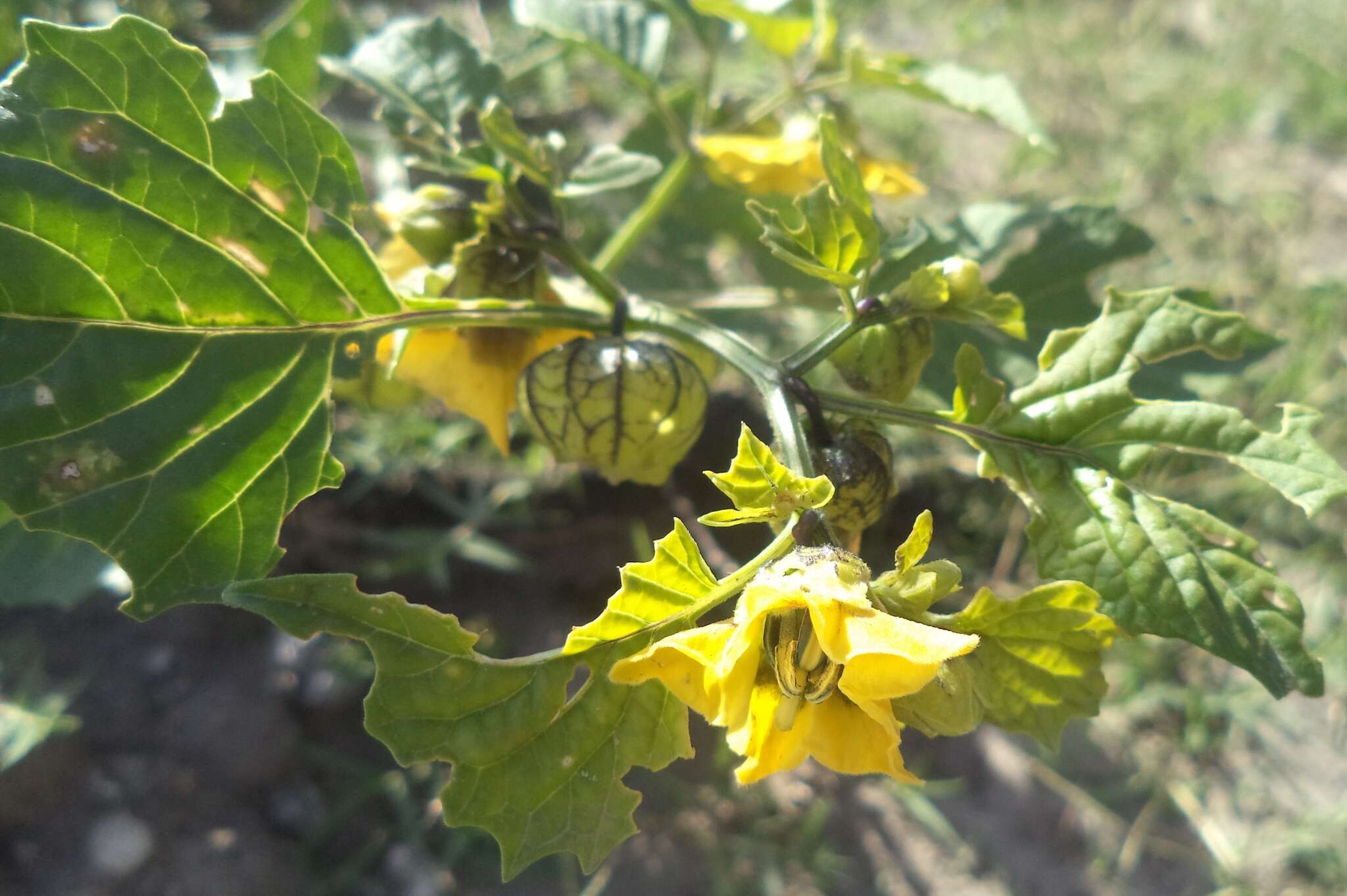 Physalis philadelphica subsp. ixocarpa (Brot. ex Hornem.) Sobr.-Vesp. & Sanz-Elorza resmi