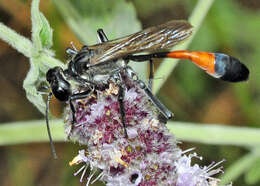 Image of Ammophila sabulosa (Linnaeus 1758)