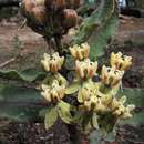 Image de Asclepias jaliscana Robinson