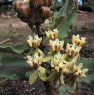 Asclepias jaliscana Robinson的圖片