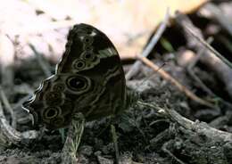 Image of Common Tree Brown